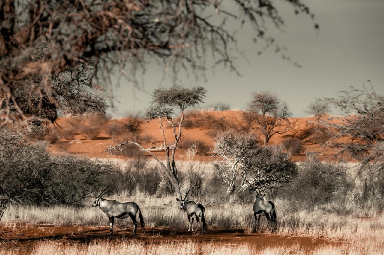 Bagatelle Kalahari Game Ranch Vila Hardap Exterior foto